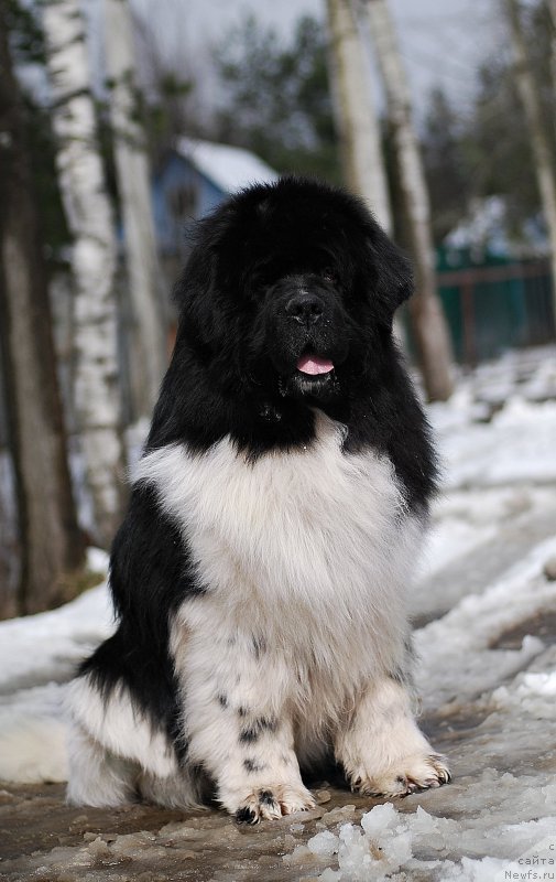 Фотография № 205127