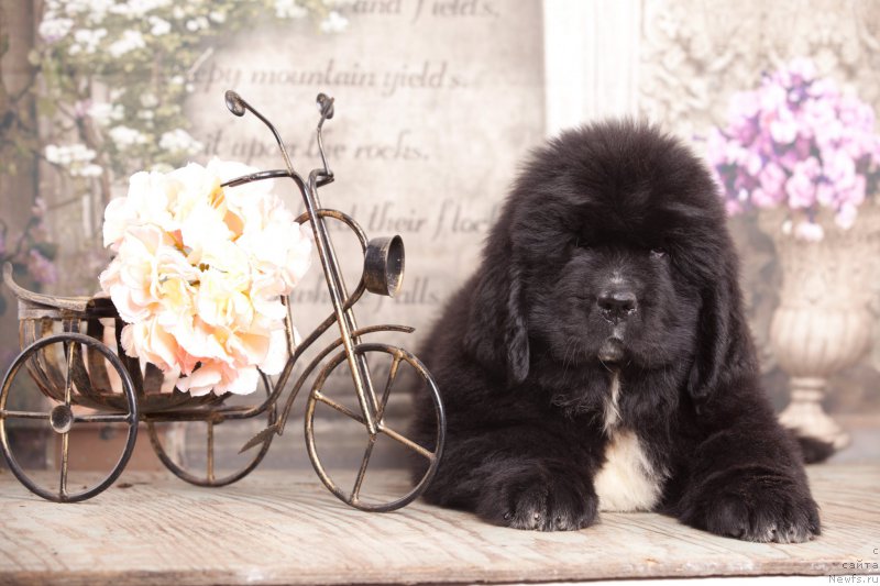 Фото: ньюфаундленд Corporevaill Daenerys