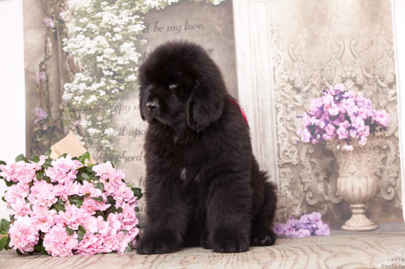 Фото: ньюфаундленд Corporevaill Do it Forever