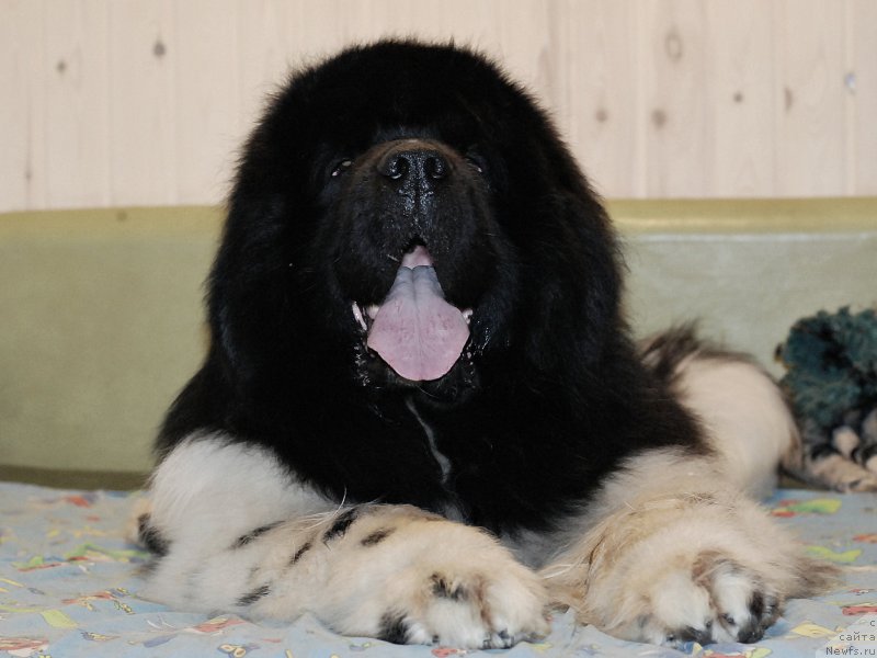 Фото: ньюфаундленд Eros Faundland