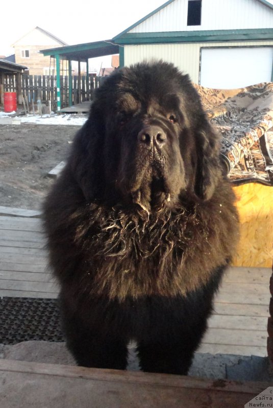 Фото: ньюфаундленд Родамир Вялiкi Мядзведзь (Rodamir Vialiki Miadzvedz)