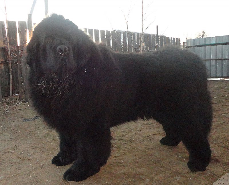 Фото: ньюфаундленд Родамир Вялiкi Мядзведзь (Rodamir Vialiki Miadzvedz)