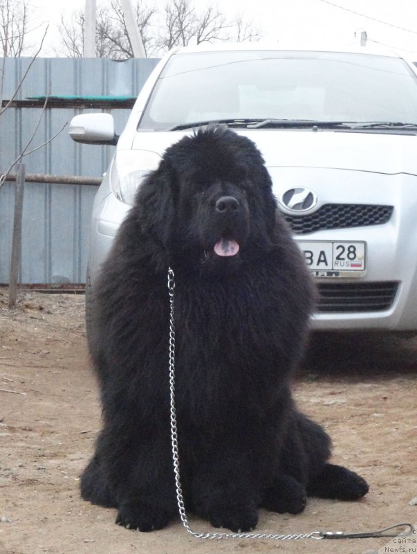 Фото: ньюфаундленд Родамир Вялiкi Мядзведзь (Rodamir Vialiki Miadzvedz)