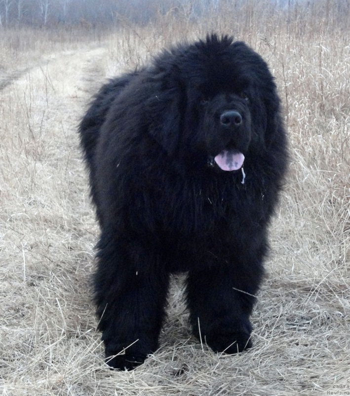 Фото: ньюфаундленд Родамир Вялiкi Мядзведзь (Rodamir Vialiki Miadzvedz)