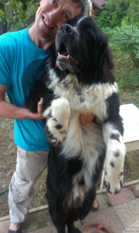Фото: ньюфаундленд Бард с Берега Дона (Bard s Berega Dona)