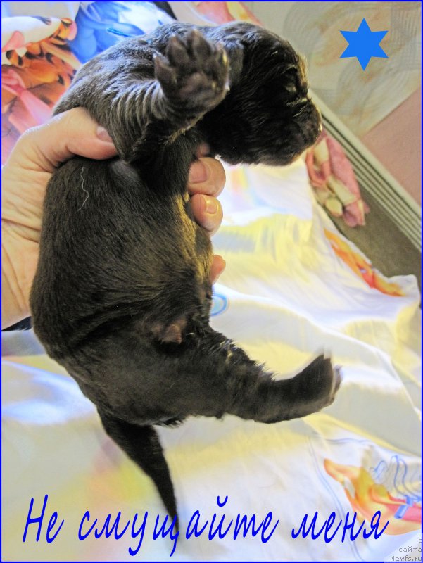 Фотография № 205158