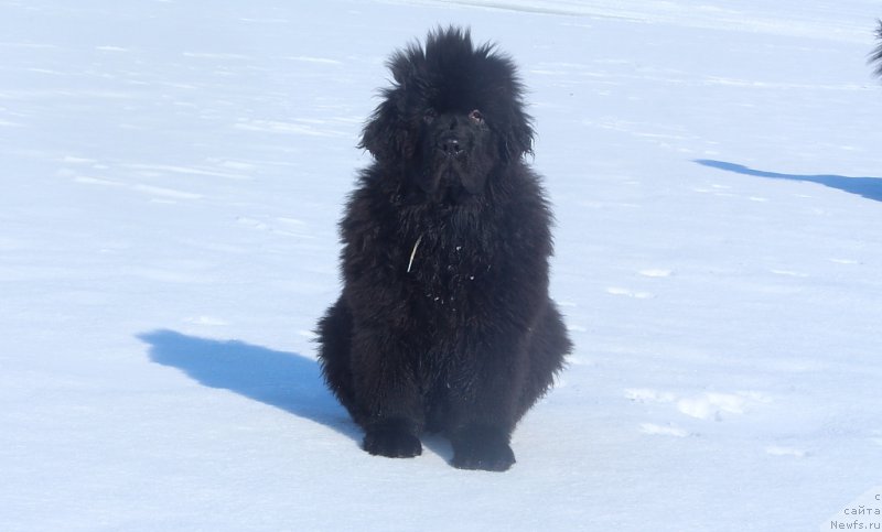 Фото: ньюфаундленд Даймонд Кинг