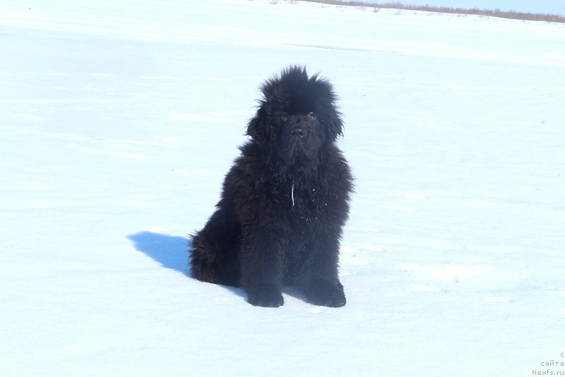 Фото: ньюфаундленд Даймонд Кинг