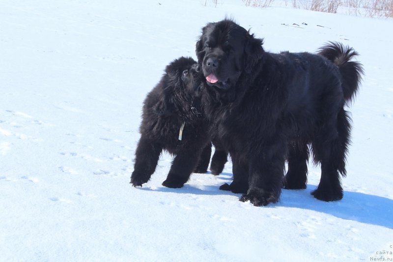 Фото: ньюфаундленд Даймонд Кинг, ньюфаундленд Анабелле Квин оф зэ Моунтайнс