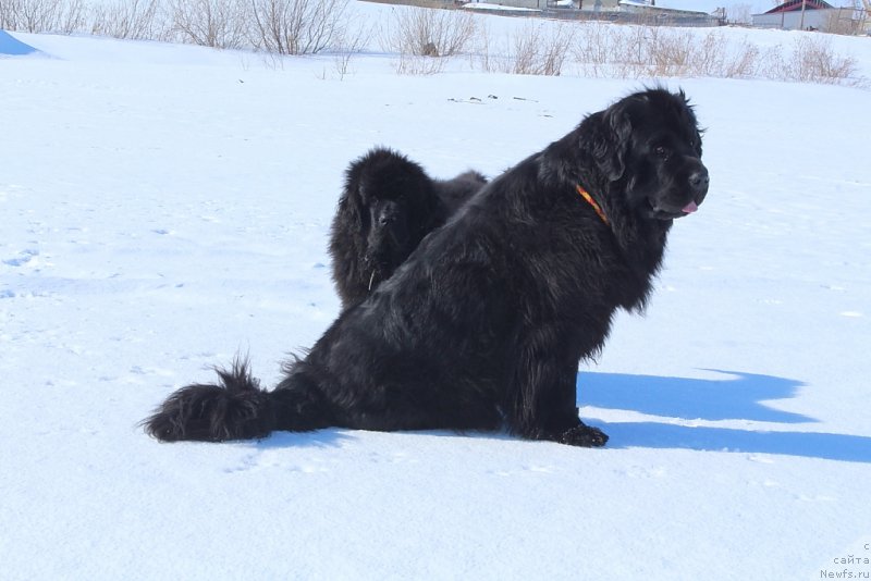Фото: ньюфаундленд Даймонд Кинг, ньюфаундленд Анабелле Квин оф зэ Моунтайнс