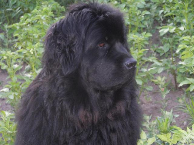 Фото: ньюфаундленд Юджиния из Медвежьего Яра (Yudzhiniya iz Medvejyego Yara)