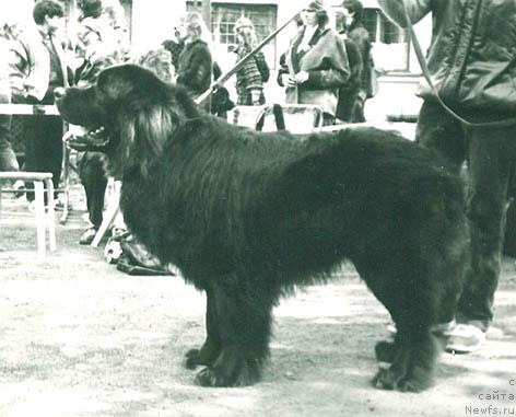 Фото: ньюфаундленд Брентон Милегнарс