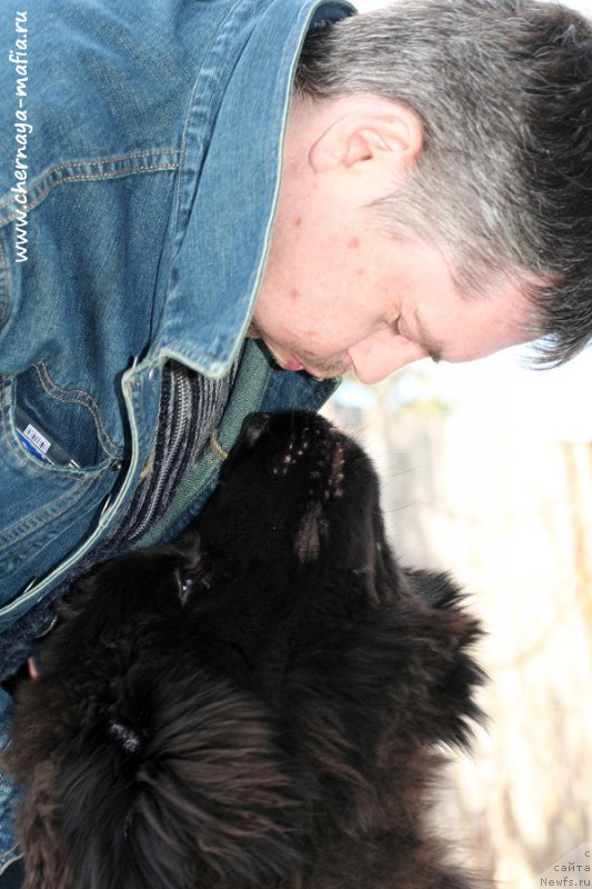 Фото: ньюфаундленд Черная Мафия Алл Ригхтс Ресервед (Chernaya Mafia Аll Rights Reserved)