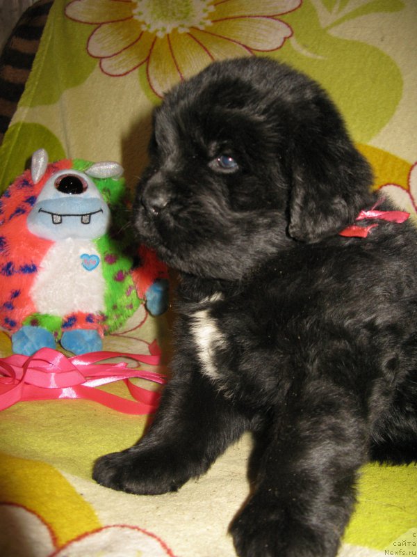 Фото: ньюфаундленд Персея из Антаграда (Perseja is Antagrada)