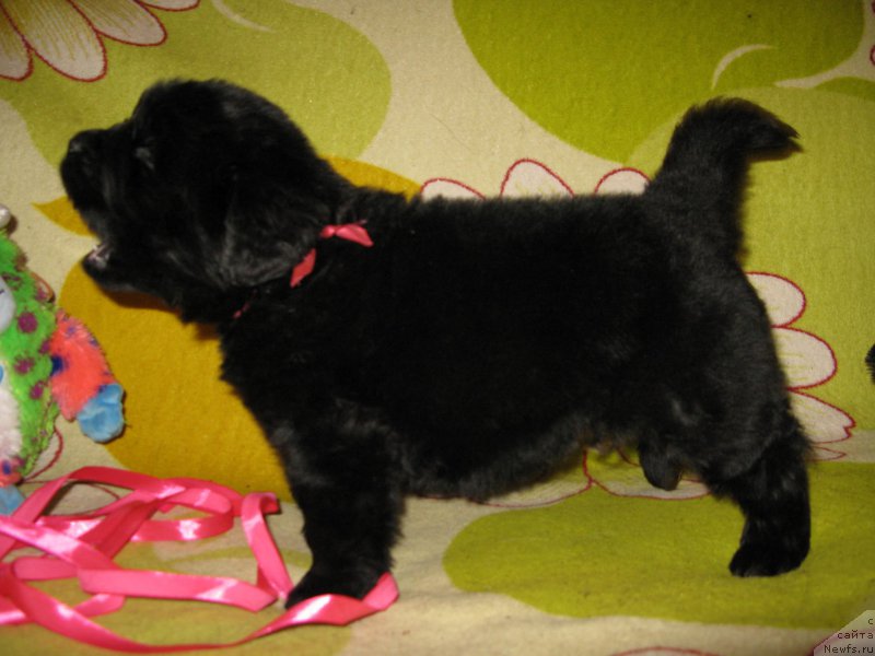 Фото: ньюфаундленд Персея из Антаграда (Perseja is Antagrada)