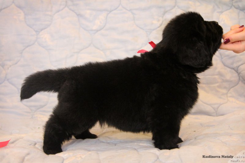 Фото: ньюфаундленд Персея из Антаграда (Perseja is Antagrada)