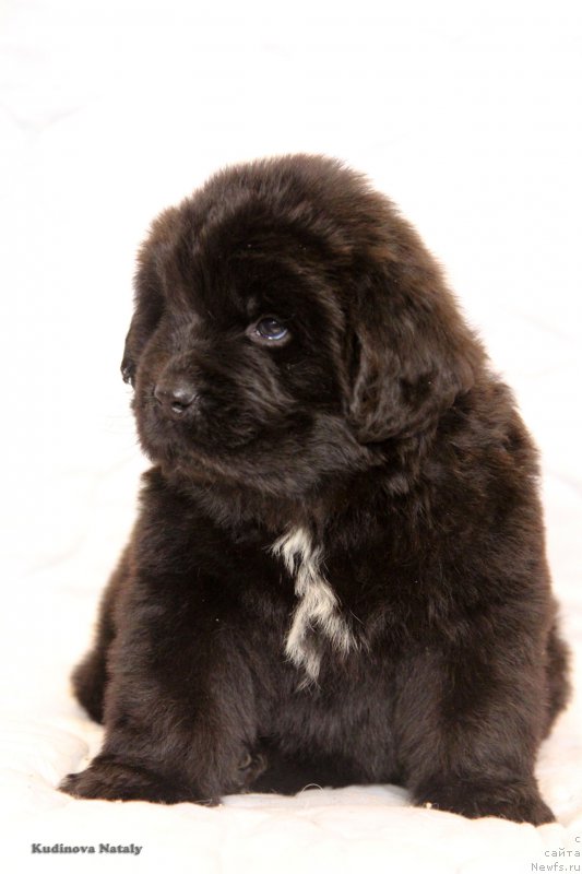 Фото: ньюфаундленд Персея из Антаграда (Perseja is Antagrada)