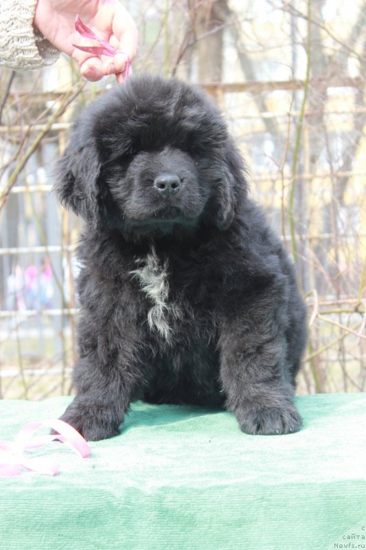 Фото: ньюфаундленд Персея из Антаграда (Perseja is Antagrada)