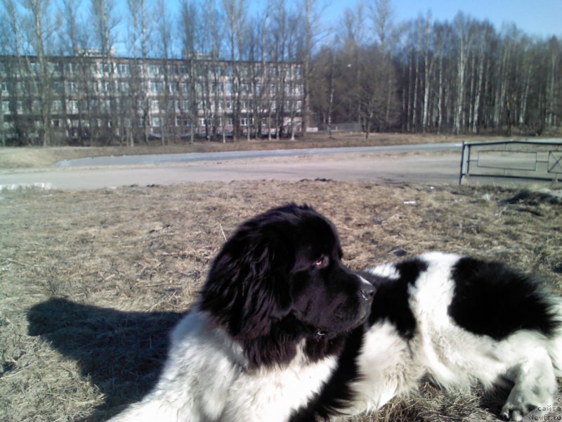 Фото: ньюфаундленд Дар Богов фром Рашн Беар