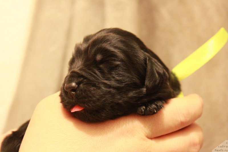 Фото: ньюфаундленд Парки из Антаграда (Parki is Antagrada)