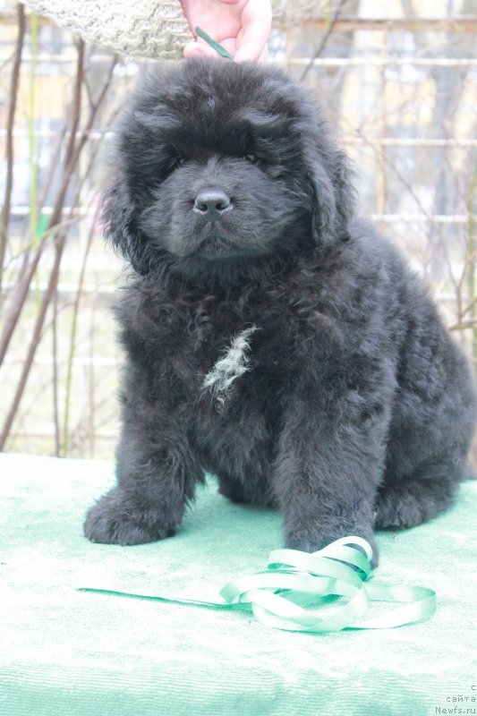 Фото: ньюфаундленд Протей из Антаграда