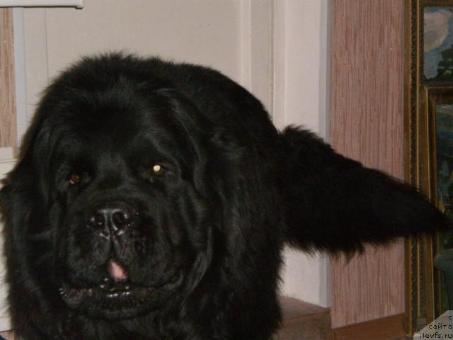 Фото: ньюфаундленд Вайс (Vays)