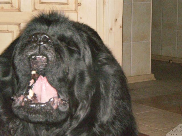 Фото: ньюфаундленд Вайс (Vays)