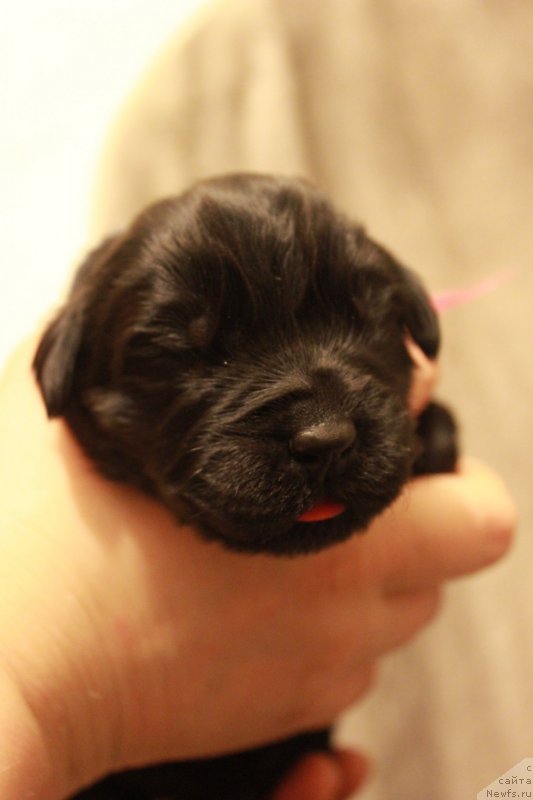 Фото: ньюфаундленд Перун из Антаграда (Perun is Antagrada)