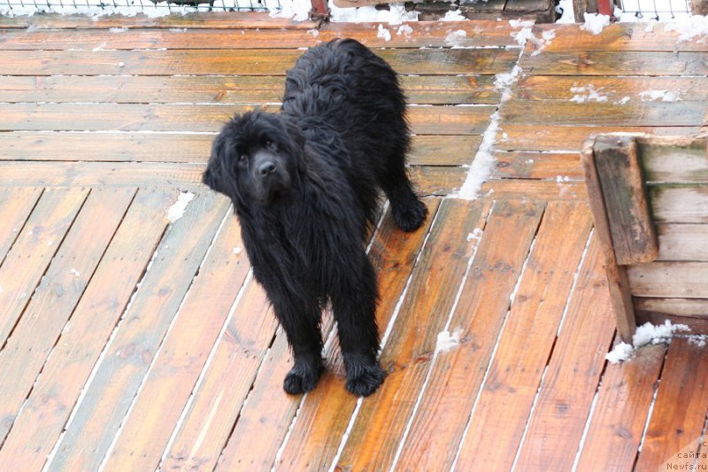 Фото: ньюфаундленд Аристократическая Штучка