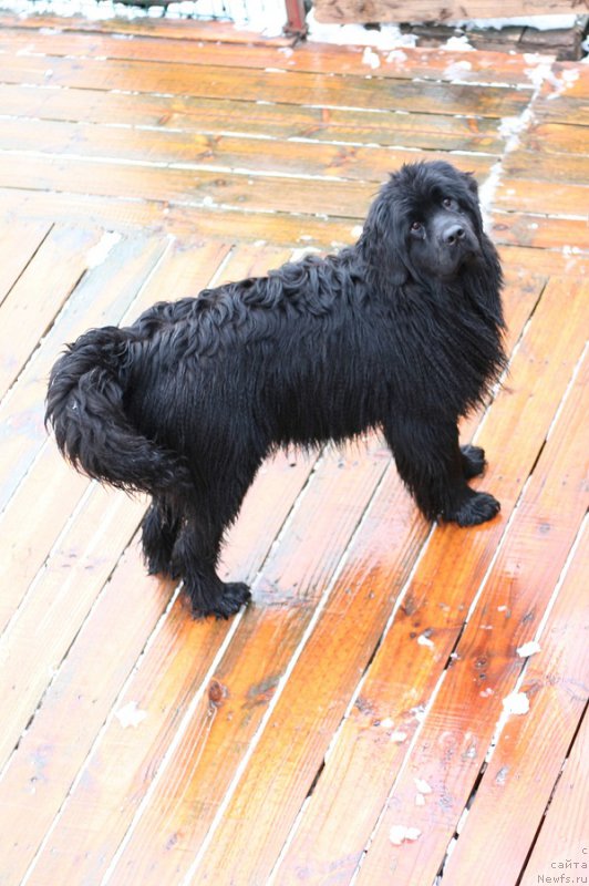 Фото: ньюфаундленд Аристократическая Штучка