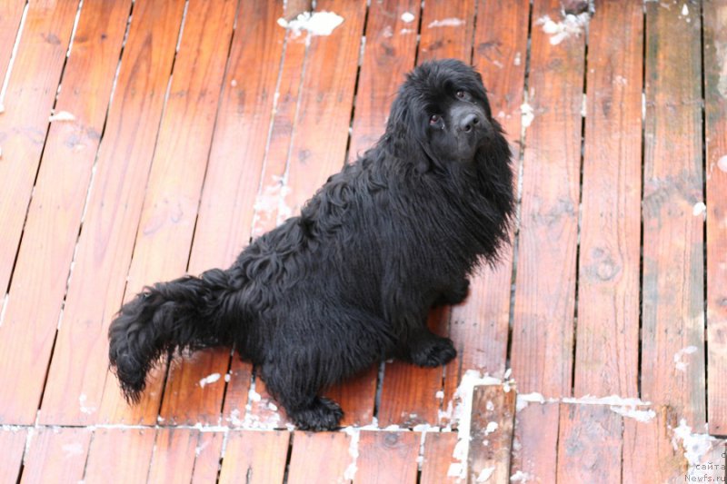 Фото: ньюфаундленд Аристократическая Штучка