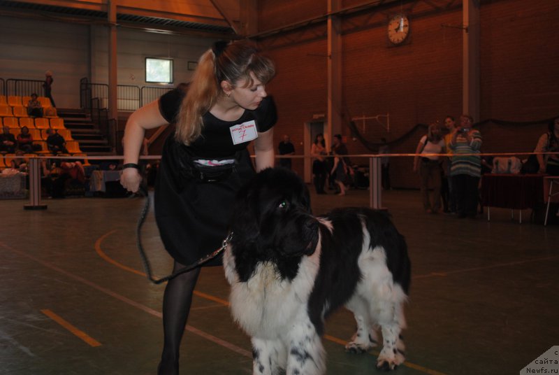 Фото: ньюфаундленд Степная Пальмира Естественно Я Лучший