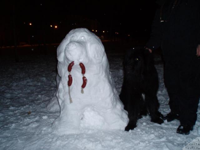 Фото: ньюфаундленд Мороз-Воевода от Сибирского Медведя