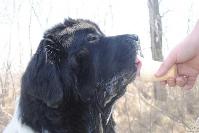 Фотография № 205321