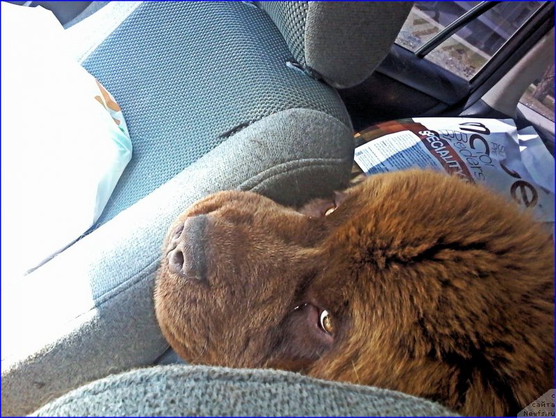 Фото: ньюфаундленд Браунблад МСК Хаким Голд Хайдар (Brownblood MSK Hakim Gold Haydar)