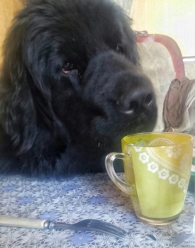 Фотография № 205325