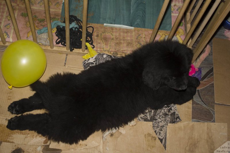 Фотография № 205327