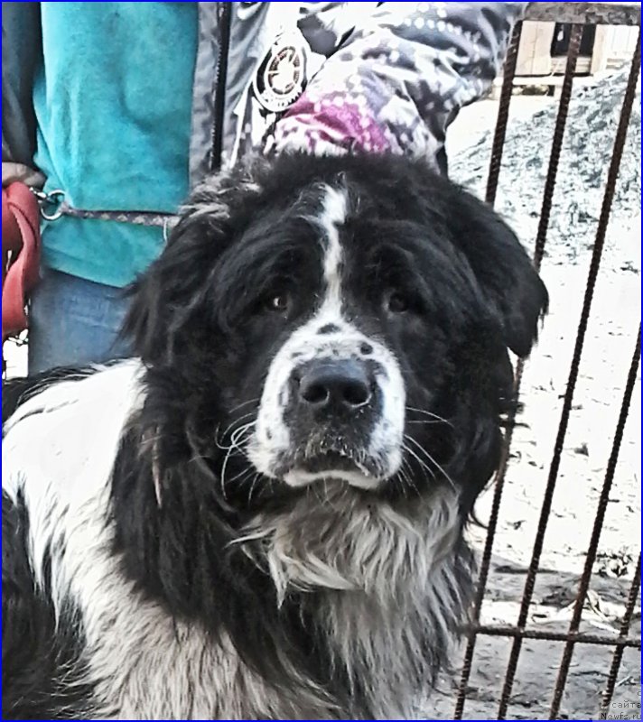 Фотография № 205329