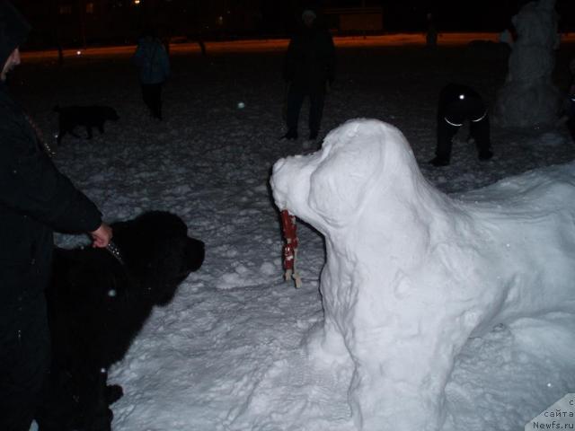 Фото: ньюфаундленд Мороз-Воевода от Сибирского Медведя