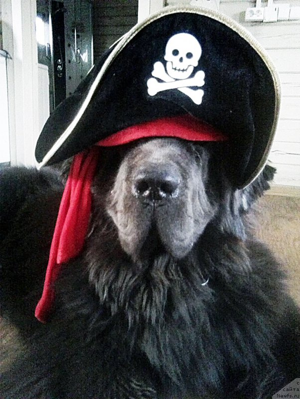 Фото: ньюфаундленд Бегущая по Волнам Антидот