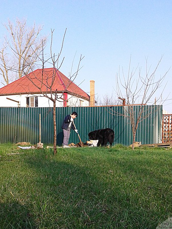 Фото: ньюфаундленд Бегущая по Волнам Велвет Хеарт