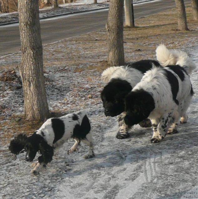 Фото: ньюфаундленд Супер Бизон Арго (Super Bizon Argo), ньюфаундленд Плюшевая Панда Ла Белла
