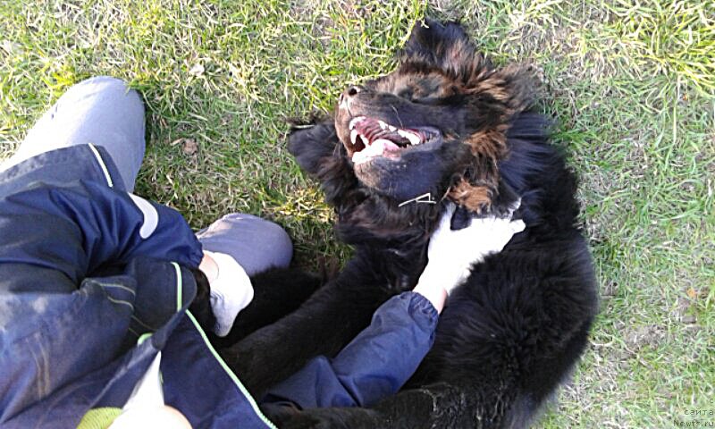 Фото: ньюфаундленд Бегущая по Волнам Велвет Хеарт