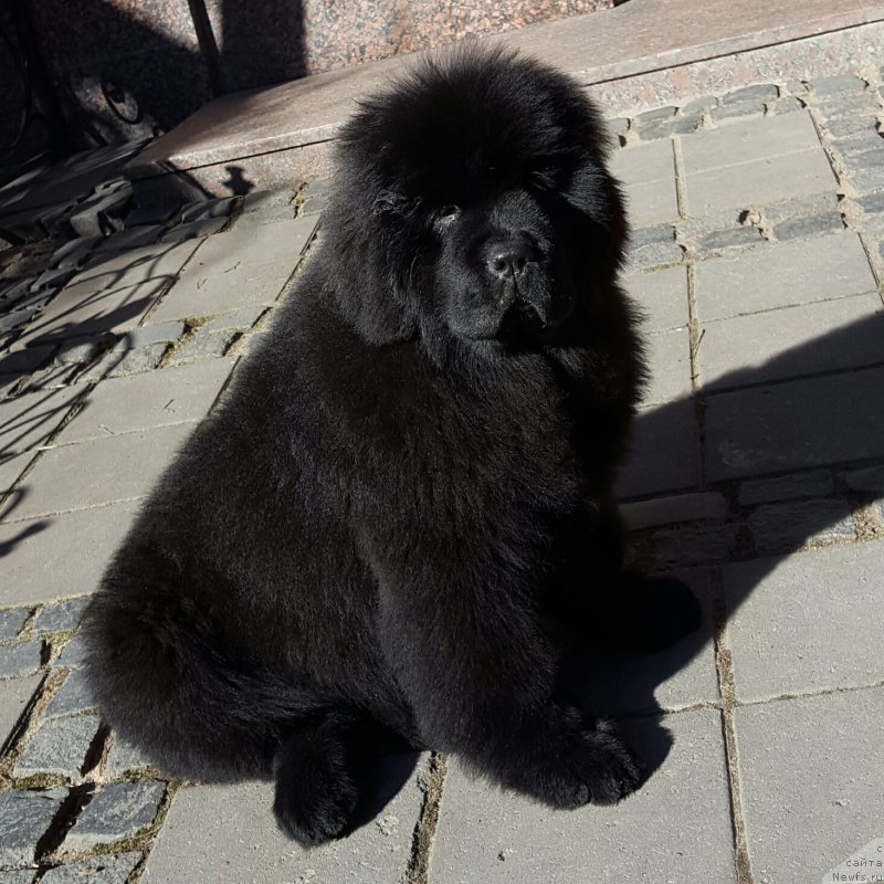 Фотография № 205360