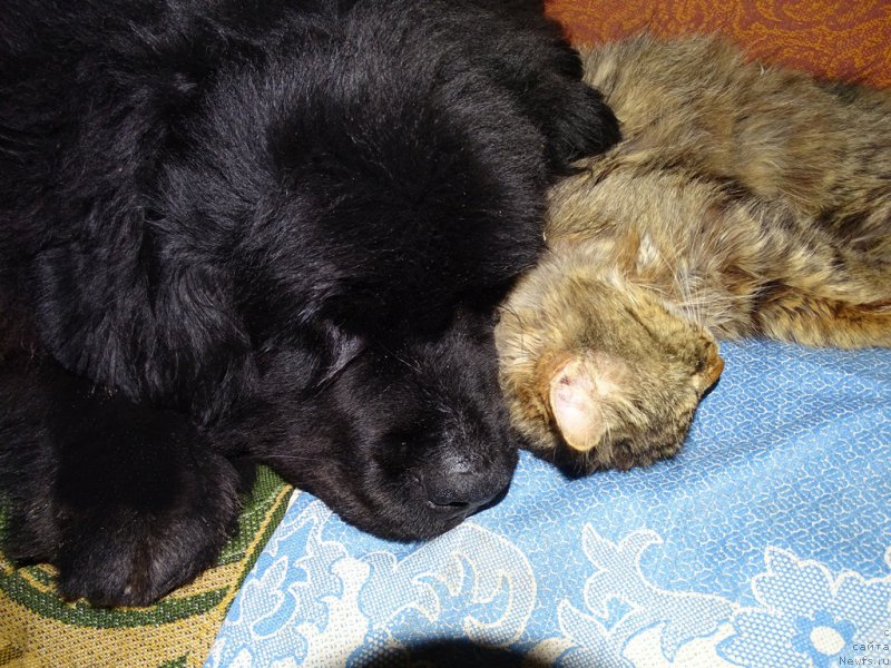 Фото: ньюфаундленд Барышня