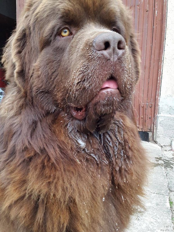 Фото: ньюфаундленд Браунблад МСК Хаиес Хаго (Brownblood MSK Hayes Hago)