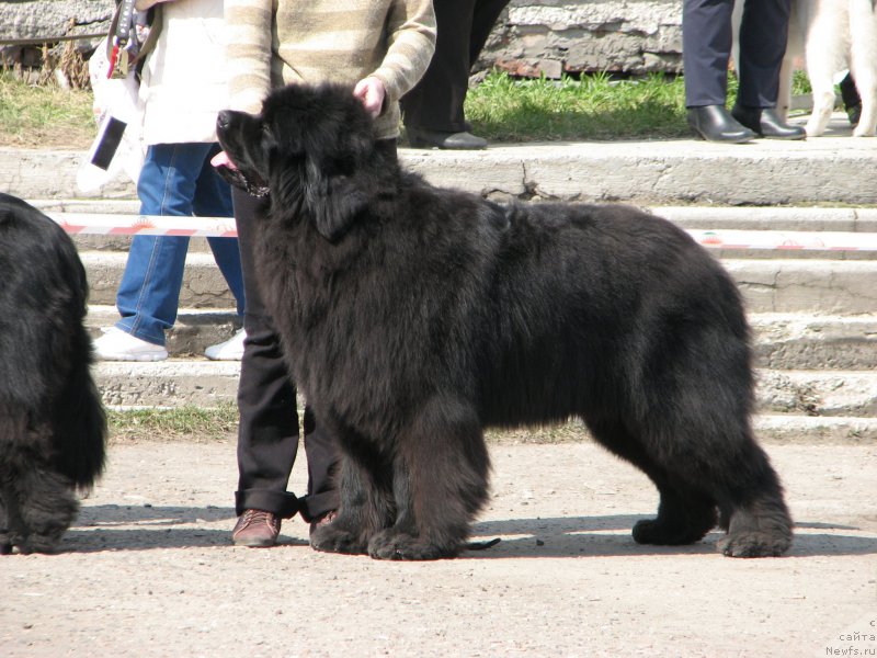 Фото: ньюфаундленд Фиаметтахауз Факт Фаворит (Fiamettahauz Fakt Favorit)