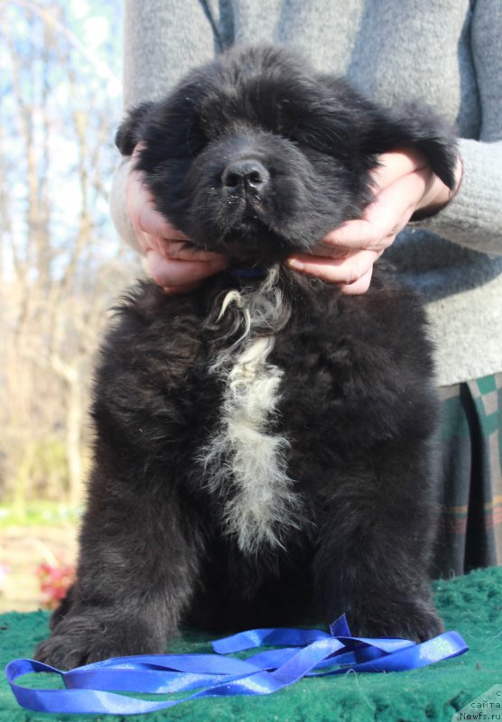 Фотография № 205382