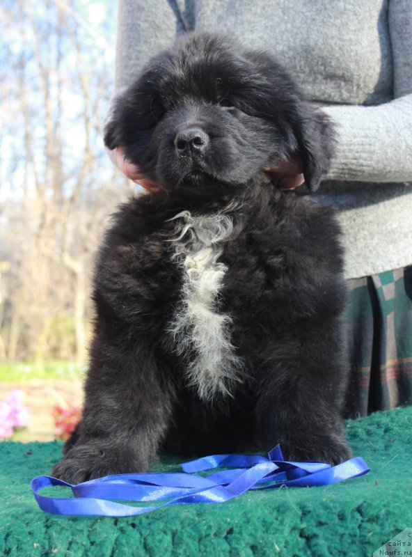 Фотография № 205383