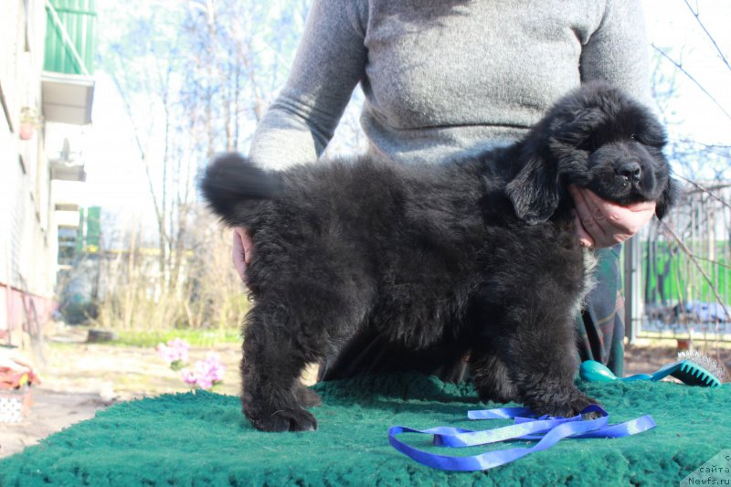 Фото: ньюфаундленд Портус из Антаграда